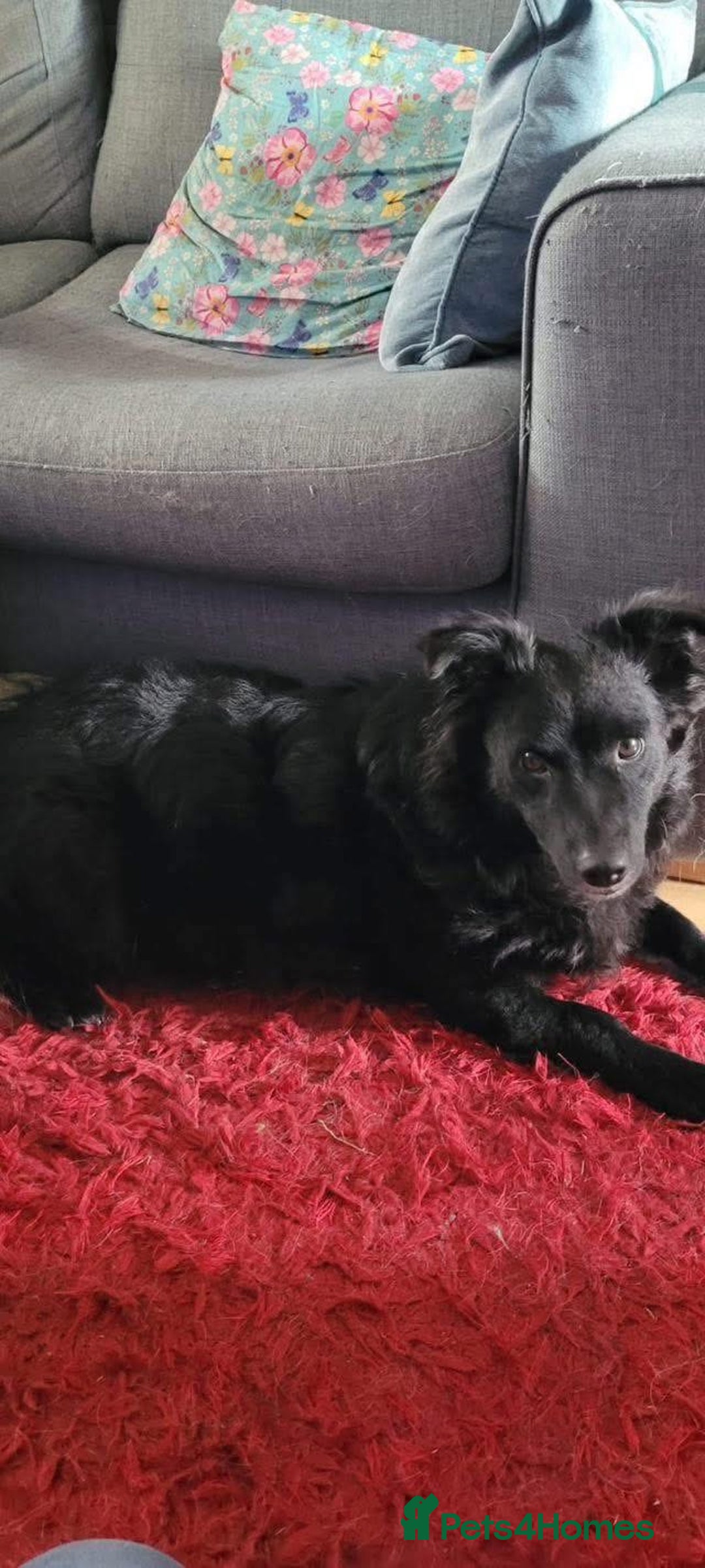 Mixed Breed dogs for adoption: Meet Sprinkle, residing in Hertfordshire  - Image 3