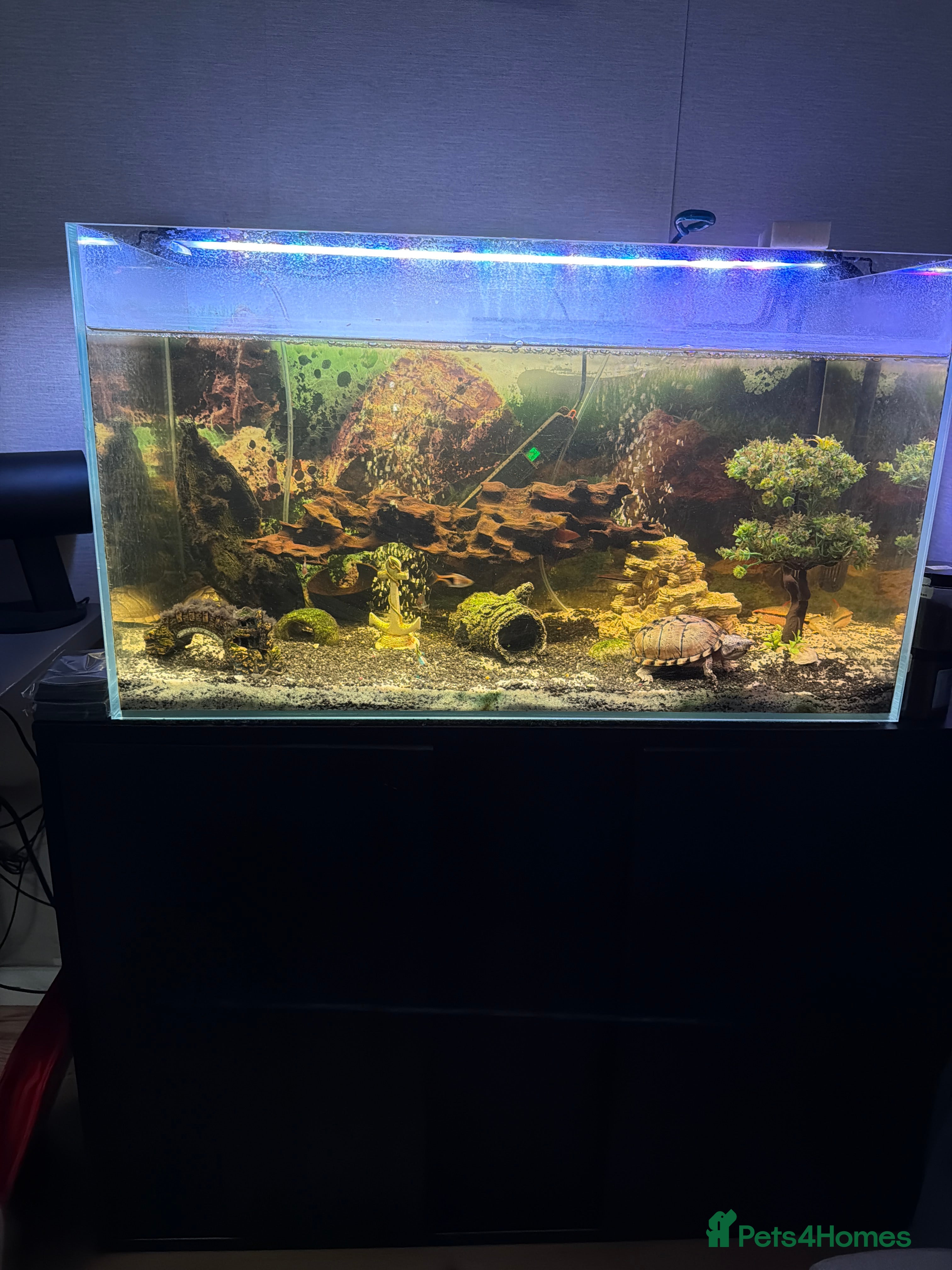 Other/Mixed Breed fish 200l Tank + Cabient + fish if wanted  in London - Advert 1