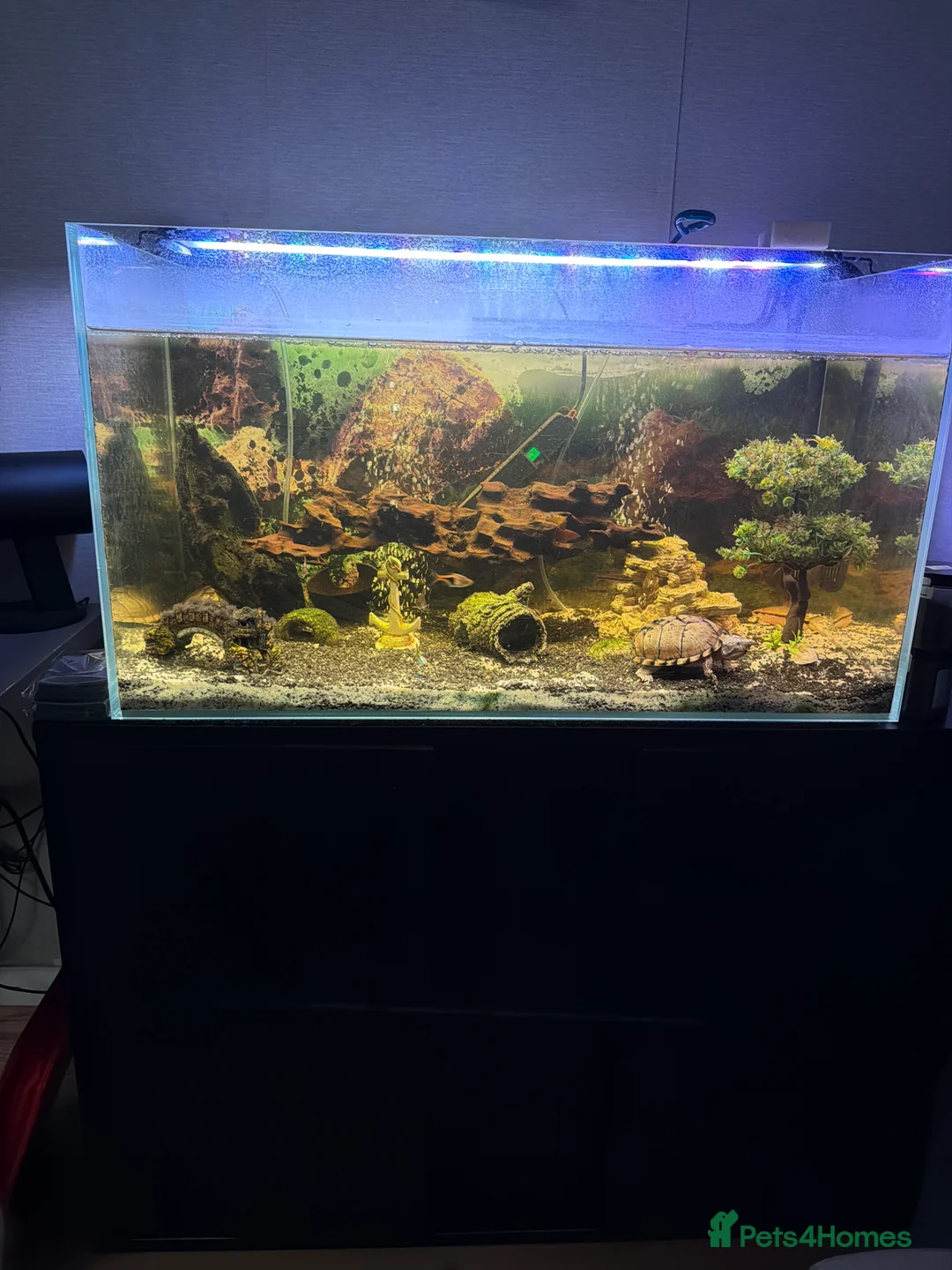 Other/Mixed Breed fish for sale: 200l Tank + Cabient + fish if wanted  in London - Advert 1