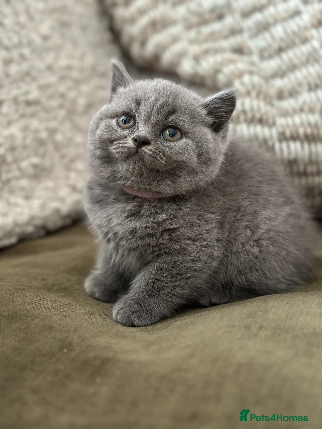 British Shorthair cats for sale: GCCF Registered British Shorthair kittens  - Advert 3