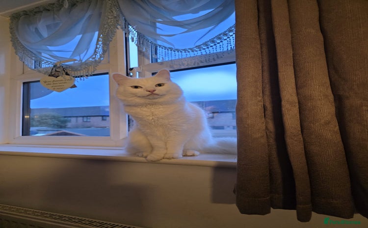 Turkish Angora cats - Advert 1