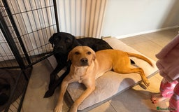 Labrador Retriever dogs for sale: Beautiful Labrador Puppies - family breeder  - Image 5