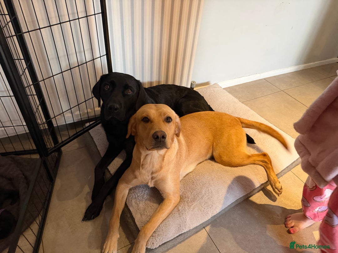 Labrador Retriever dogs for sale: Beautiful Labrador Puppies - family breeder  - Image 5