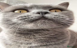 British Shorthair cats for sale: 3 yr old female grey British shorthair cat - Image 3