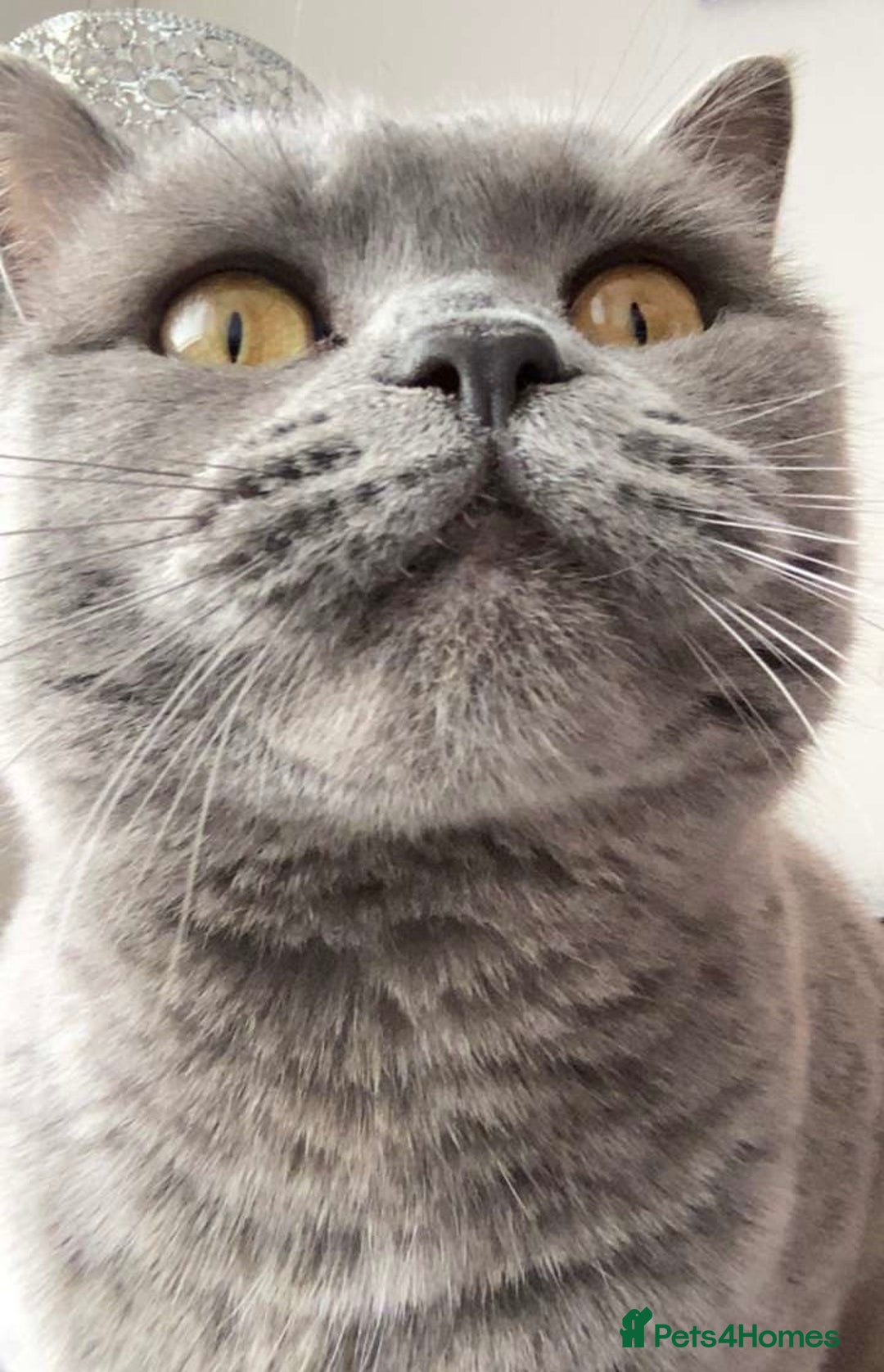 British Shorthair cats for sale: 3 yr old female grey British shorthair cat - Image 3