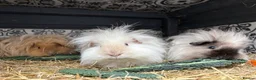 Guinea Pig rodents for sale: Lunkarya guinea pigs - Advert 4