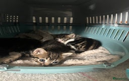 Mixed Breed cats for sale: 3 kitten  - Image 2
