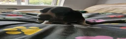 Mixed Breed dogs for sale: KC Basset Hound x KC German Shorthaired Pointer  - Advert 25