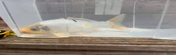 Koi Carp fish for sale: Koi fish (x3 left) - Advert 10