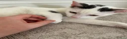 Mixed Breed cats for sale: Male kitten  - Advert 2