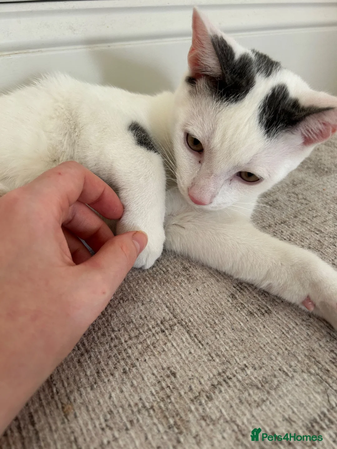 Mixed Breed cats for sale: Male kitten  - Advert 2