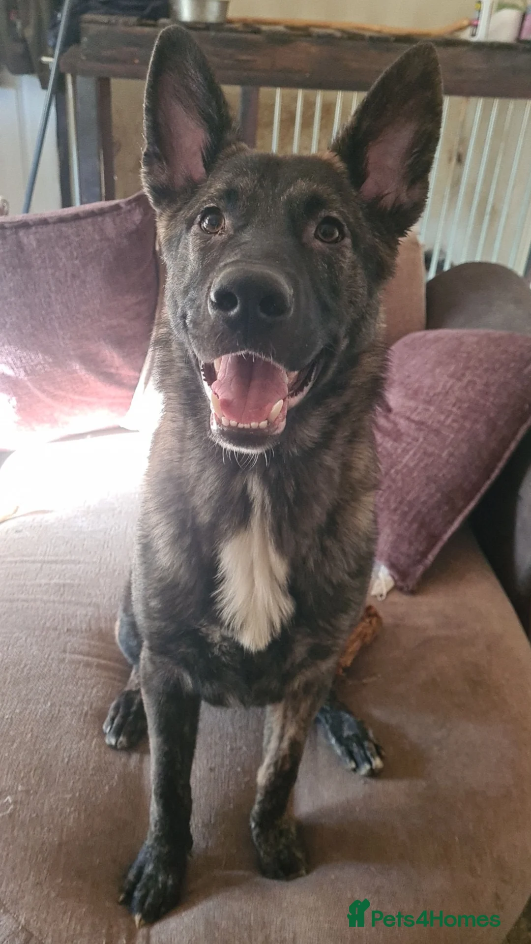 Mixed Breed dogs for sale: Dutch sheperd x American staff - Advert 4