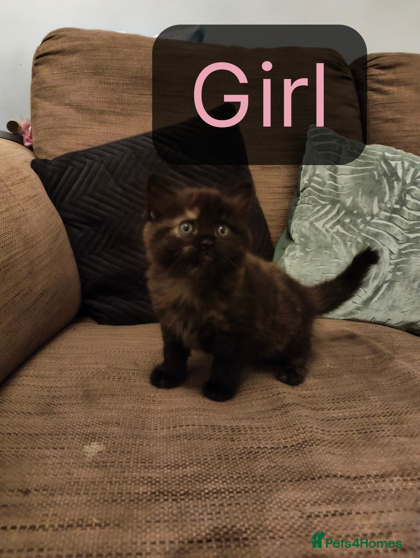 British Shorthair cats New born BLH/BSH - Advert 1