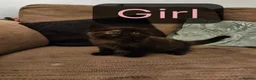 British Shorthair cats for sale: New born BLH/BSH - Advert 4