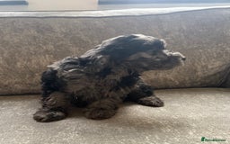 Cockapoo dogs for sale: Outstanding Cockapoos for sale  - Advert 13