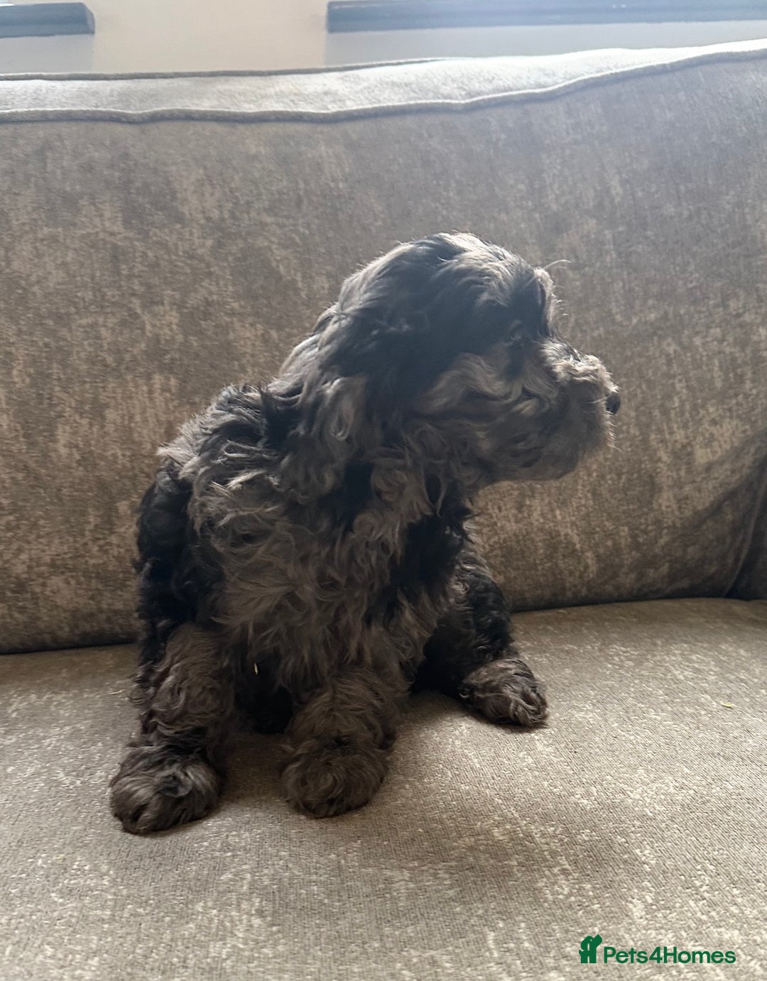 Cockapoo dogs for sale: Outstanding Cockapoos for sale  - Advert 13