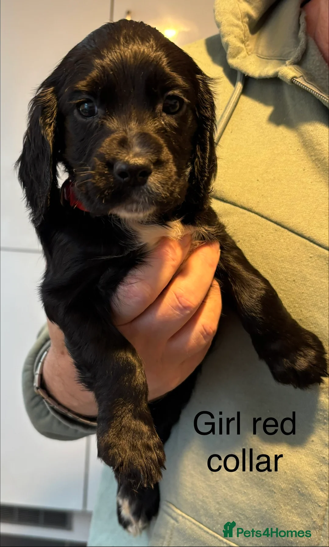 Cocker Spaniel dogs for sale: Cocker Spaniel Puppies  - Advert 26