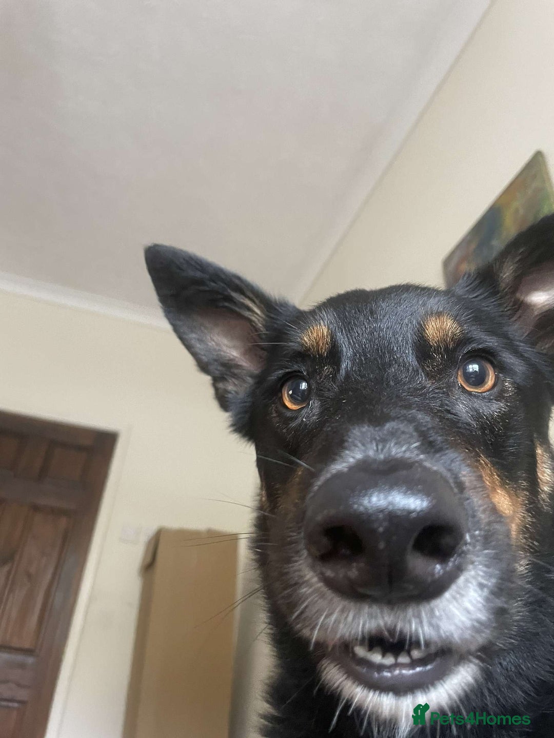Australian Kelpie dogs for sale: Kenzo needs a rehome  - Image 2