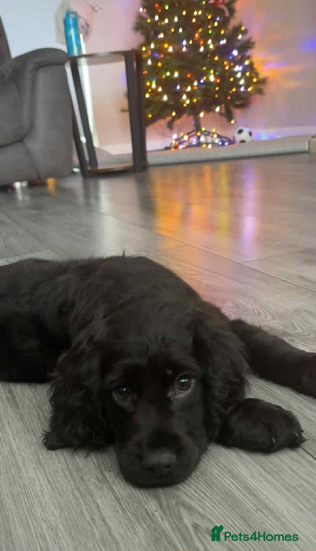 Cockapoo dogs for sale: Cockapo F1b Male  - Advert 3