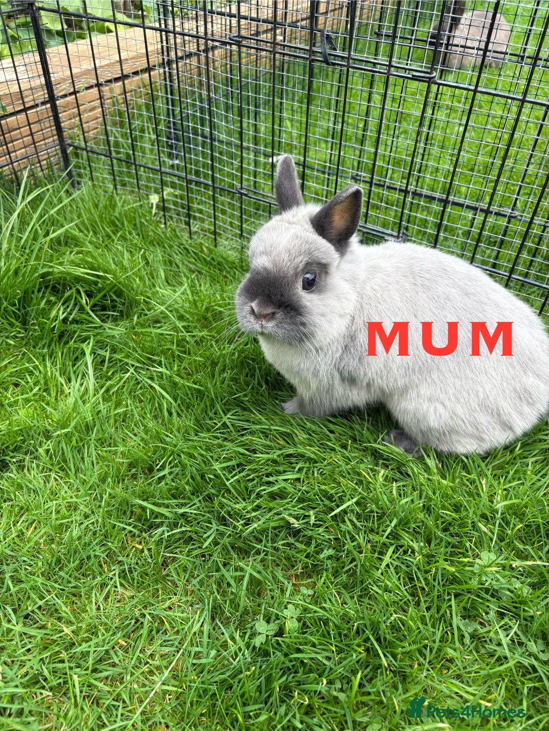 Netherland Dwarf rabbits for sale: * READY NOW x 3 x NETHERLAND DWARF BUNNIES 🐰 🏡 * - Image 8