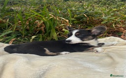 Welsh Corgi Cardigan dogs for sale: ⭐️Beautiful Cardiganshire Corgi Pups⭐️*1 LEFT* - Image 1
