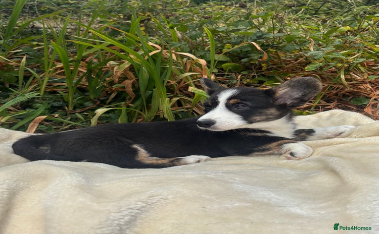 Welsh Corgi Cardigan dogs - Advert 1