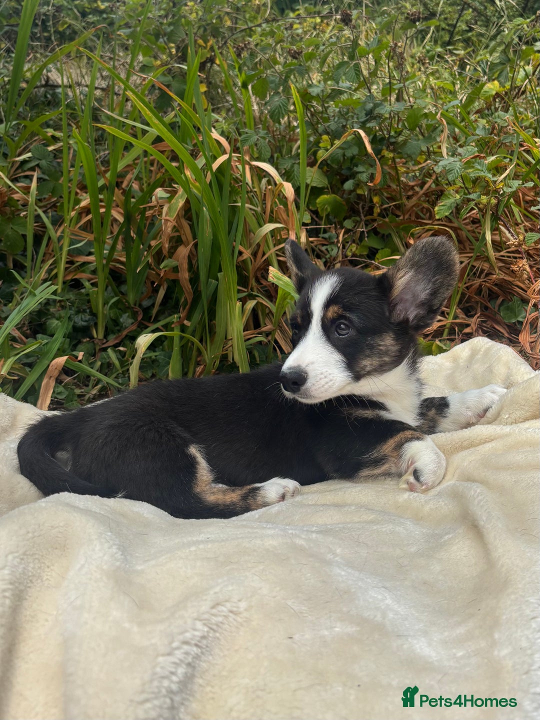 Welsh Corgi Cardigan dogs for sale: ⭐️Beautiful Cardiganshire Corgi Pups⭐️*1 LEFT* - Image 1