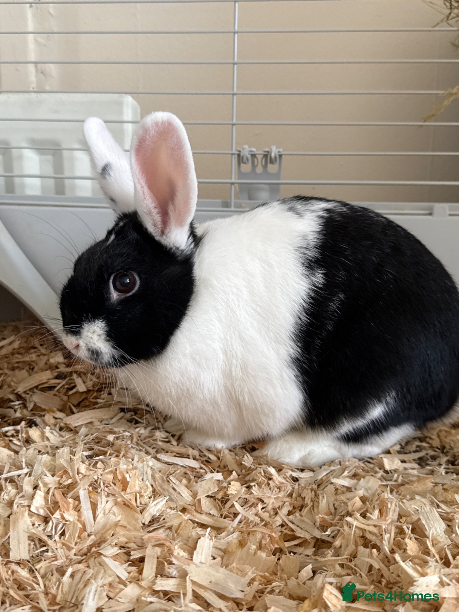 Mixed Breed rabbits Oreo  - Advert 1