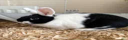 Mixed Breed rabbits for sale: Oreo  - Advert 1