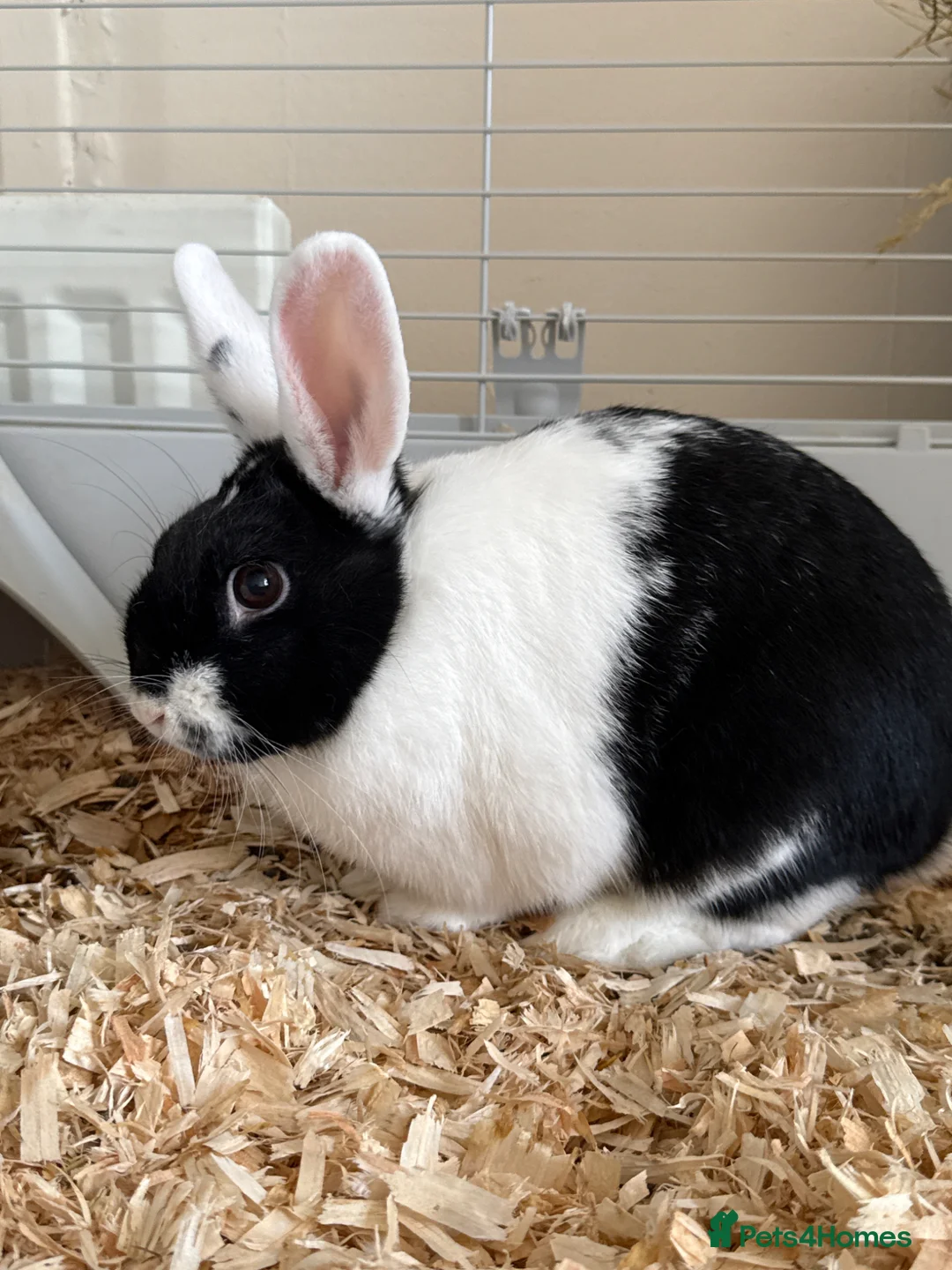 Mixed Breed rabbits for sale: Oreo  - Advert 1