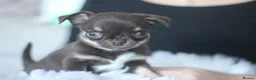 Chihuahua dogs for sale: OUTSTANDING QUALITY KC REG CHIHUAHUA PUPPIES 🐶🤎 - Advert 12