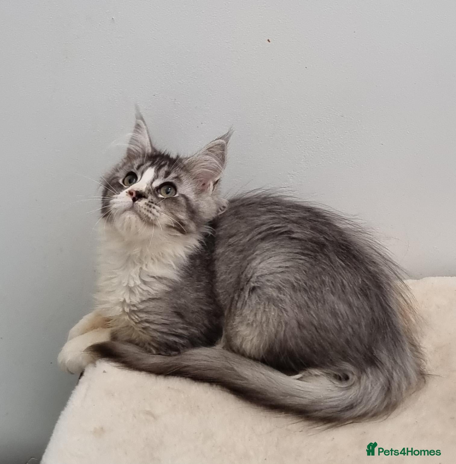 Maine Coon cats for sale: GCCF registered Pedigree Maine Coon Kittens - Advert 1