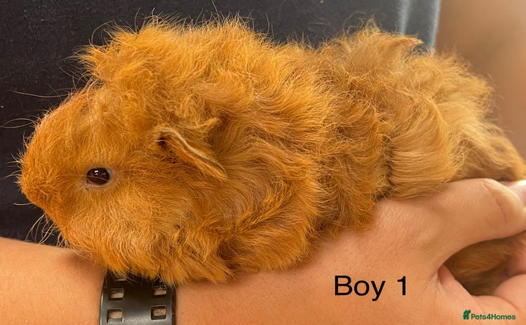 Guinea Pig rodents in Winsford - Advert 1