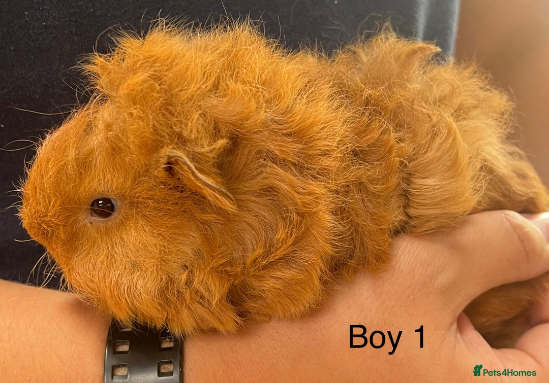 Guinea Pig rodents for sale: Baby guinea pigs for sale  in Winsford - Image 1