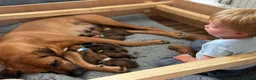 Rhodesian Ridgeback dogs for sale: Wait List Open - Safely Arrived 14th June - Advert 6