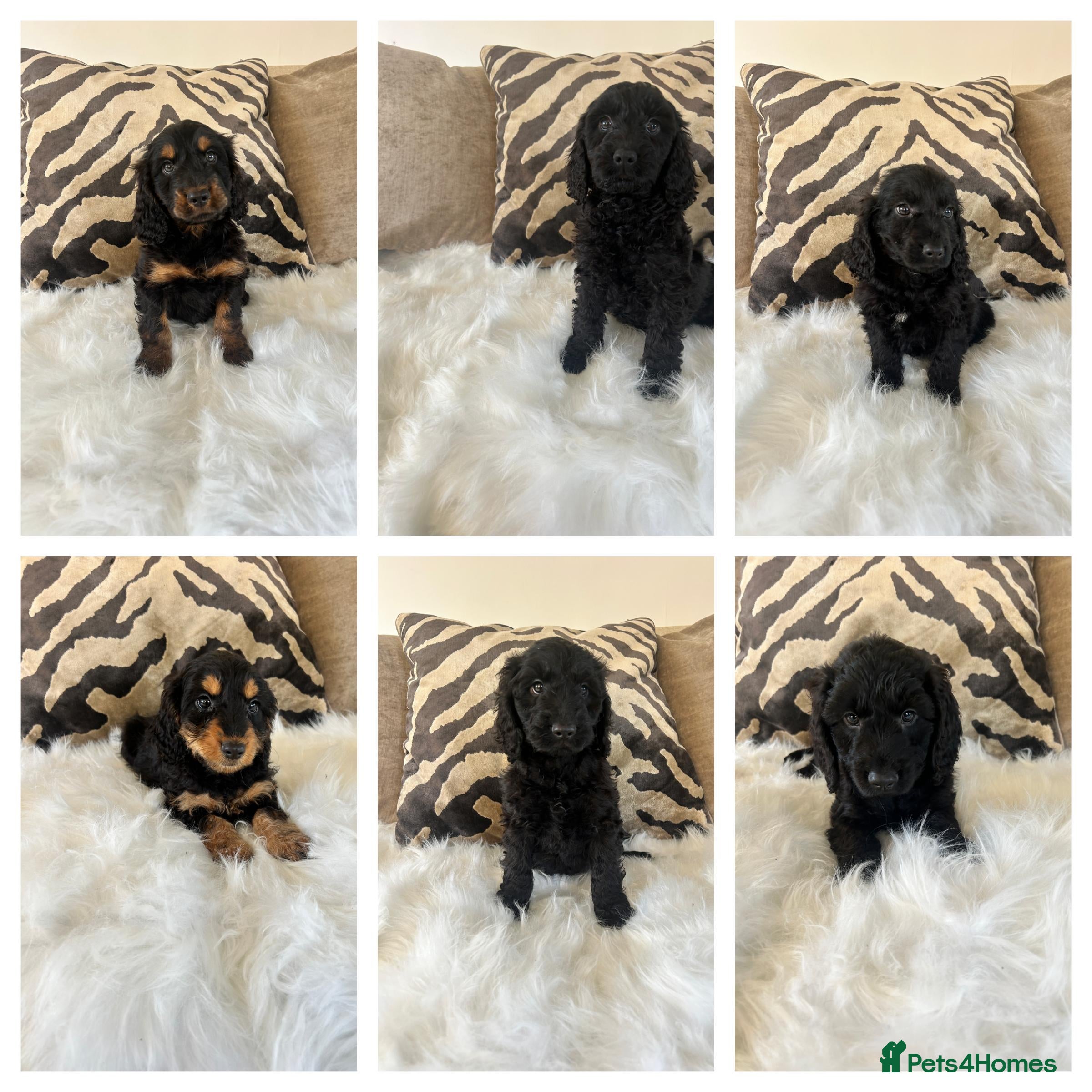 Cockapoo dogs F1 cockapoo puppies  - Advert 11