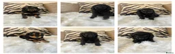 Cockapoo dogs for sale: F1 cockapoo puppies  - Advert 3