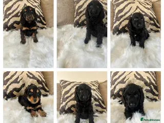Cockapoo dogs F1 cockapoo puppies - Advert 11