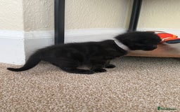 Mixed Breed cats for sale: 5 beautiful, playful kittens for sale  - Image 15