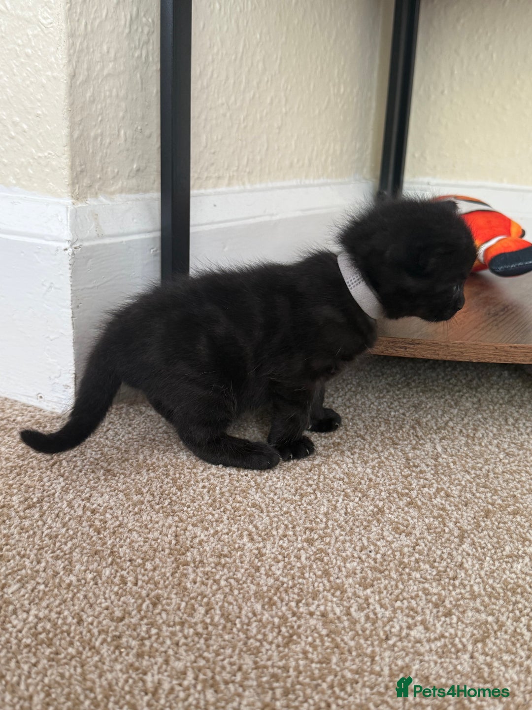 Mixed Breed cats for sale: 5 beautiful, playful kittens for sale  - Image 15