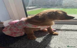 Cavapoo dogs for sale: Female 4 Month Cavapoo - Hazel - Image 3
