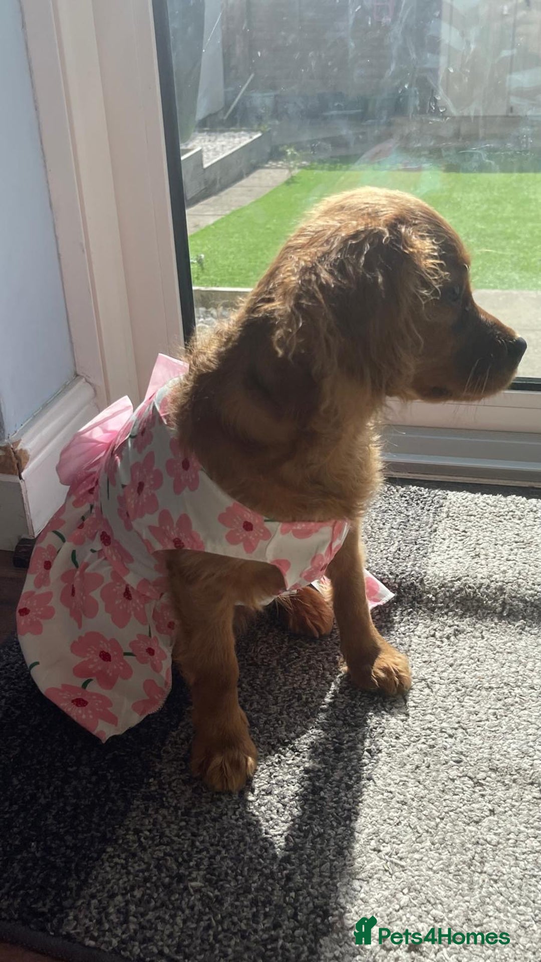 Cavapoo dogs for sale: Female 4 Month Cavapoo - Hazel - Image 3