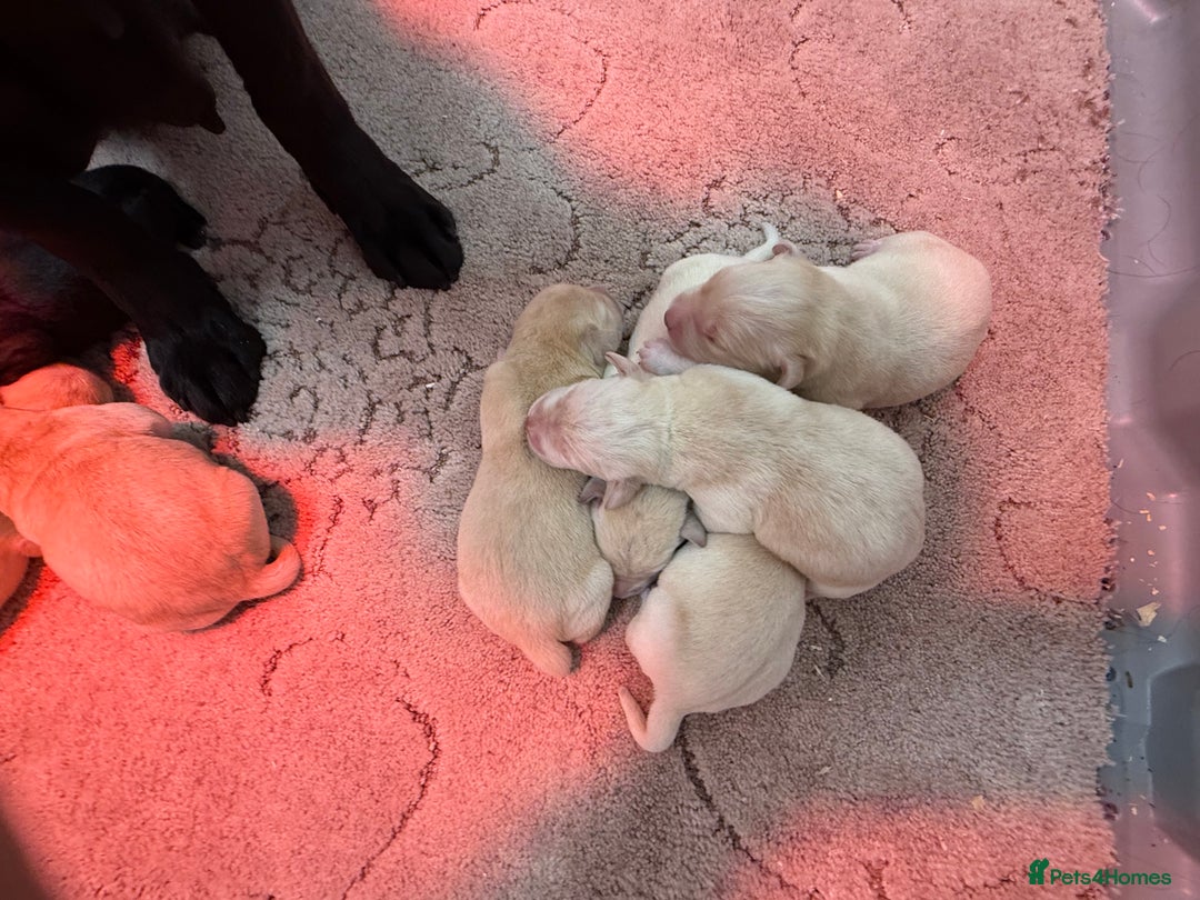 Labrador Retriever dogs for sale: KC Registered Labrador Puppies - Advert 4