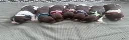 English Springer Spaniel dogs for sale: 🎃 KC REG SPRINGER SPANIELS READY 29th OCT 🎃 - Advert 3