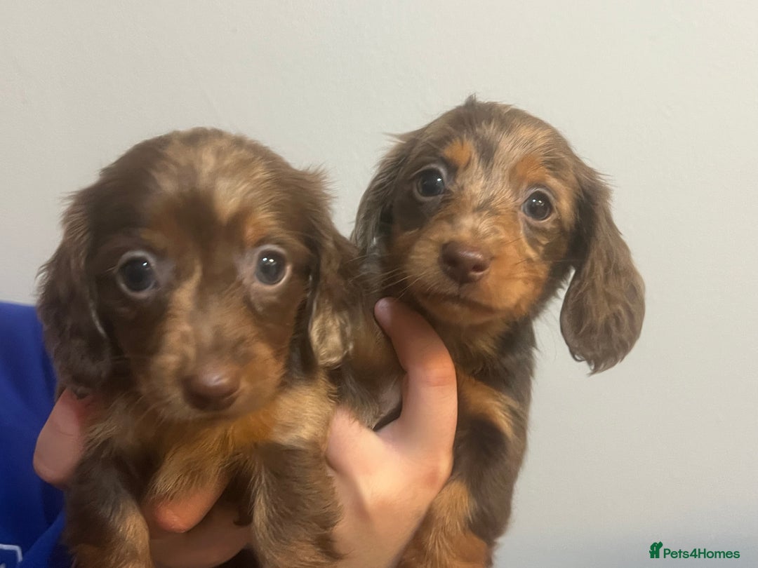 Miniature Dachshund dogs for sale: Gorgeous Miniature Dachshunds - Image 19