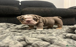 English Bulldog dogs for sale: Bulldogs with high dna - Image 5