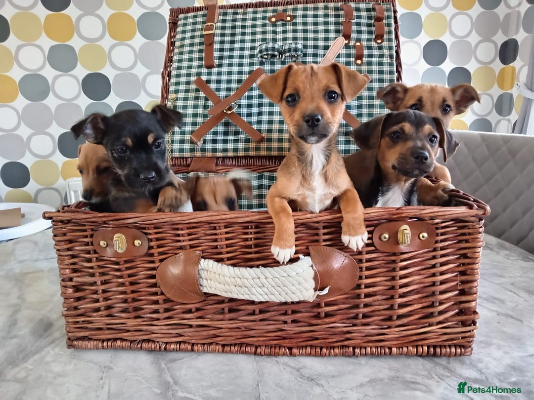 Jack Russell dogs for sale: Jack Russell Puppies Available Now  - Image 9
