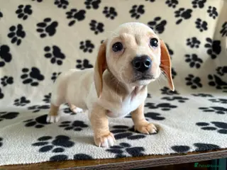 Miniature Dachshund dogs Ready now Miniature dachshunds - Advert 14