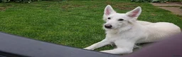 White Swiss Shepherd dogs for sale: Expected KC white Swiss shepherd litter - Advert 1