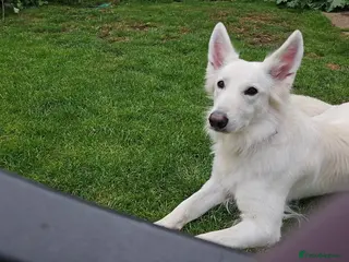 White Swiss Shepherd dogs Expected KC white Swiss shepherd litter - Advert 1